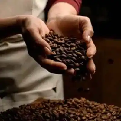 hand holding coffee beans